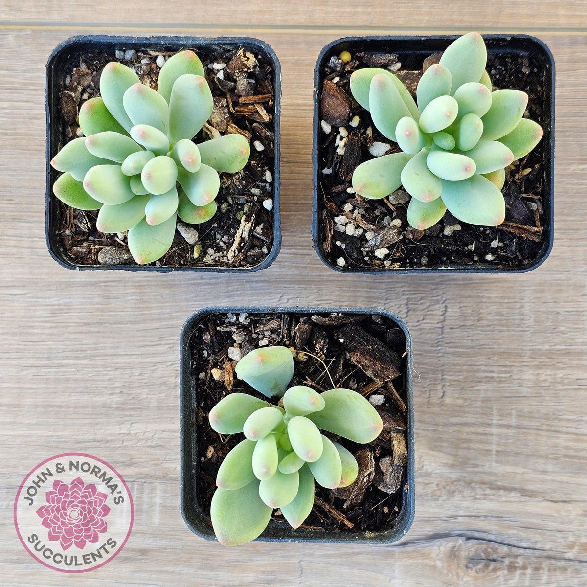 Pachyphytum oviferum mikadukibijin