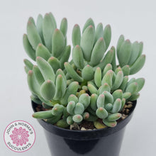 Load image into Gallery viewer, Pachyphytum oviferum mikadukibijin - John &amp; Norma&#39;s Succulents Australia
