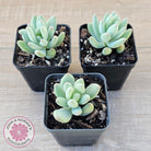Pachyphytum oviferum mikadukibijin