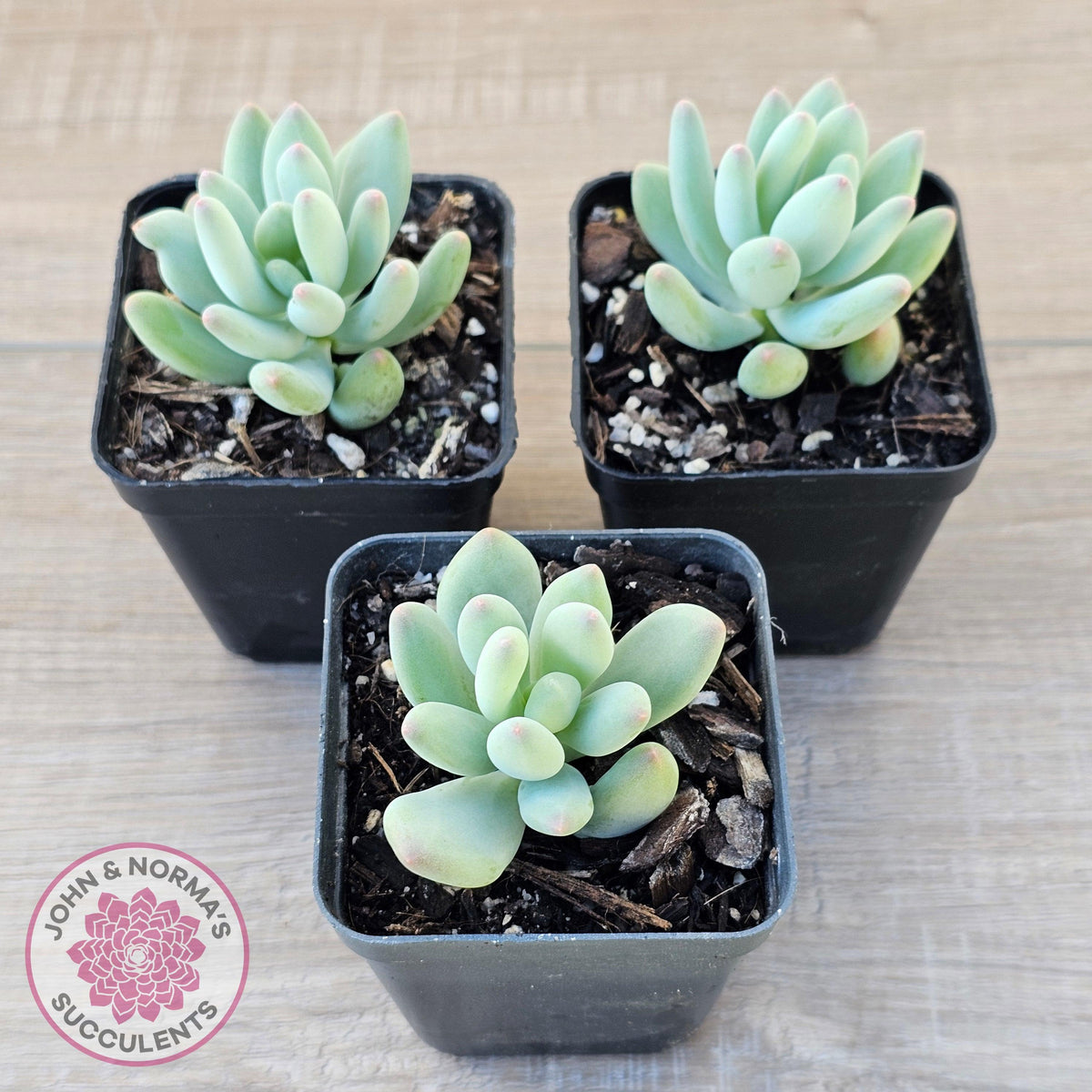 Pachyphytum oviferum mikadukibijin