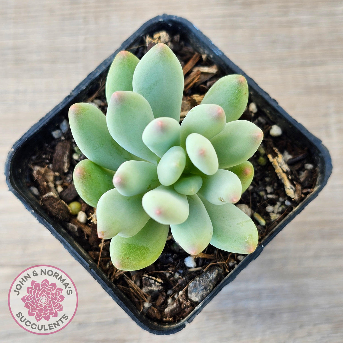 Pachyphytum oviferum mikadukibijin
