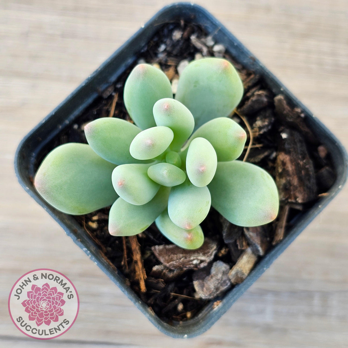 Pachyphytum oviferum mikadukibijin