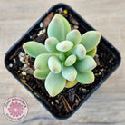 Pachyphytum oviferum mikadukibijin