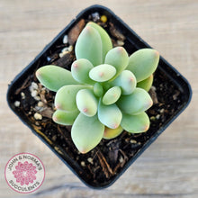 Load image into Gallery viewer, Pachyphytum oviferum mikadukibijin - John &amp; Norma&#39;s Succulents Australia
