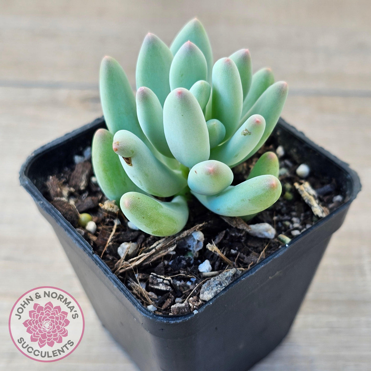 Pachyphytum oviferum mikadukibijin