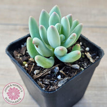 Load image into Gallery viewer, Pachyphytum oviferum mikadukibijin - John &amp; Norma&#39;s Succulents Australia
