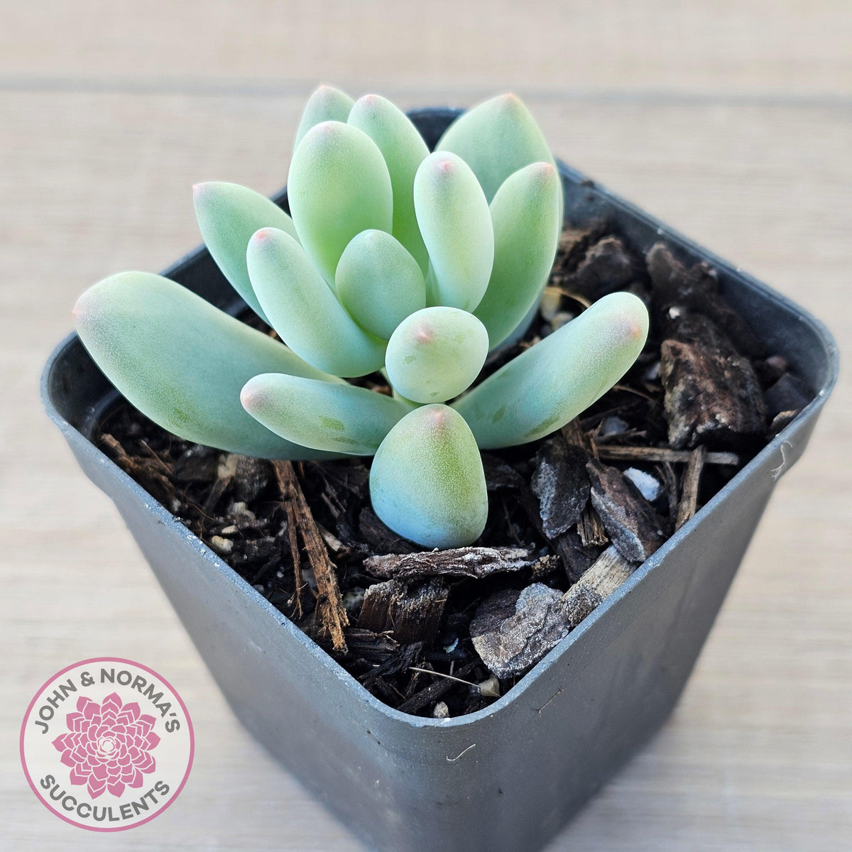 Pachyphytum oviferum mikadukibijin