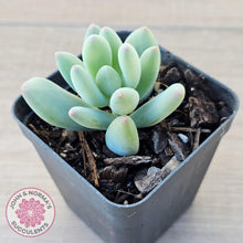 Load image into Gallery viewer, Pachyphytum oviferum mikadukibijin - John &amp; Norma&#39;s Succulents Australia
