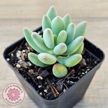 Load image into Gallery viewer, Pachyphytum oviferum mikadukibijin - John &amp; Norma&#39;s Succulents Australia
