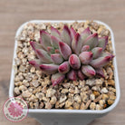 Pachyphytum 'Cherry'