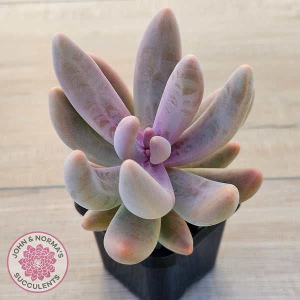 Buy Pachysedum Ganzhou Australia | Quality Succulent Plant – John