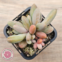Load image into Gallery viewer, Pachysedum Ganzhou
