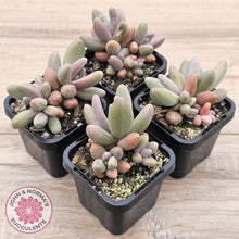 Load image into Gallery viewer, Pachysedum Ganzhou
