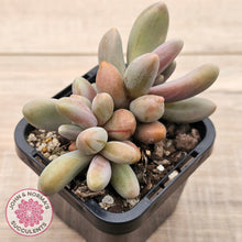 Load image into Gallery viewer, Pachysedum Ganzhou
