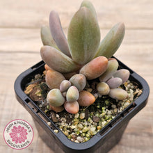 Load image into Gallery viewer, Pachysedum Ganzhou
