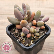 Load image into Gallery viewer, Pachysedum Ganzhou
