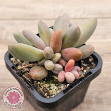 Load image into Gallery viewer, Pachysedum Ganzhou
