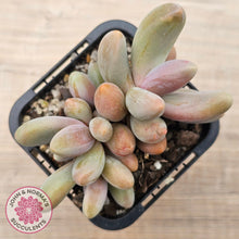Load image into Gallery viewer, Pachysedum Ganzhou
