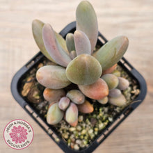Load image into Gallery viewer, Pachysedum Ganzhou
