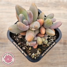 Load image into Gallery viewer, Pachysedum Ganzhou
