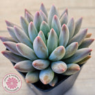 Pachyveria Angel's Finger (Red) - PKJ
