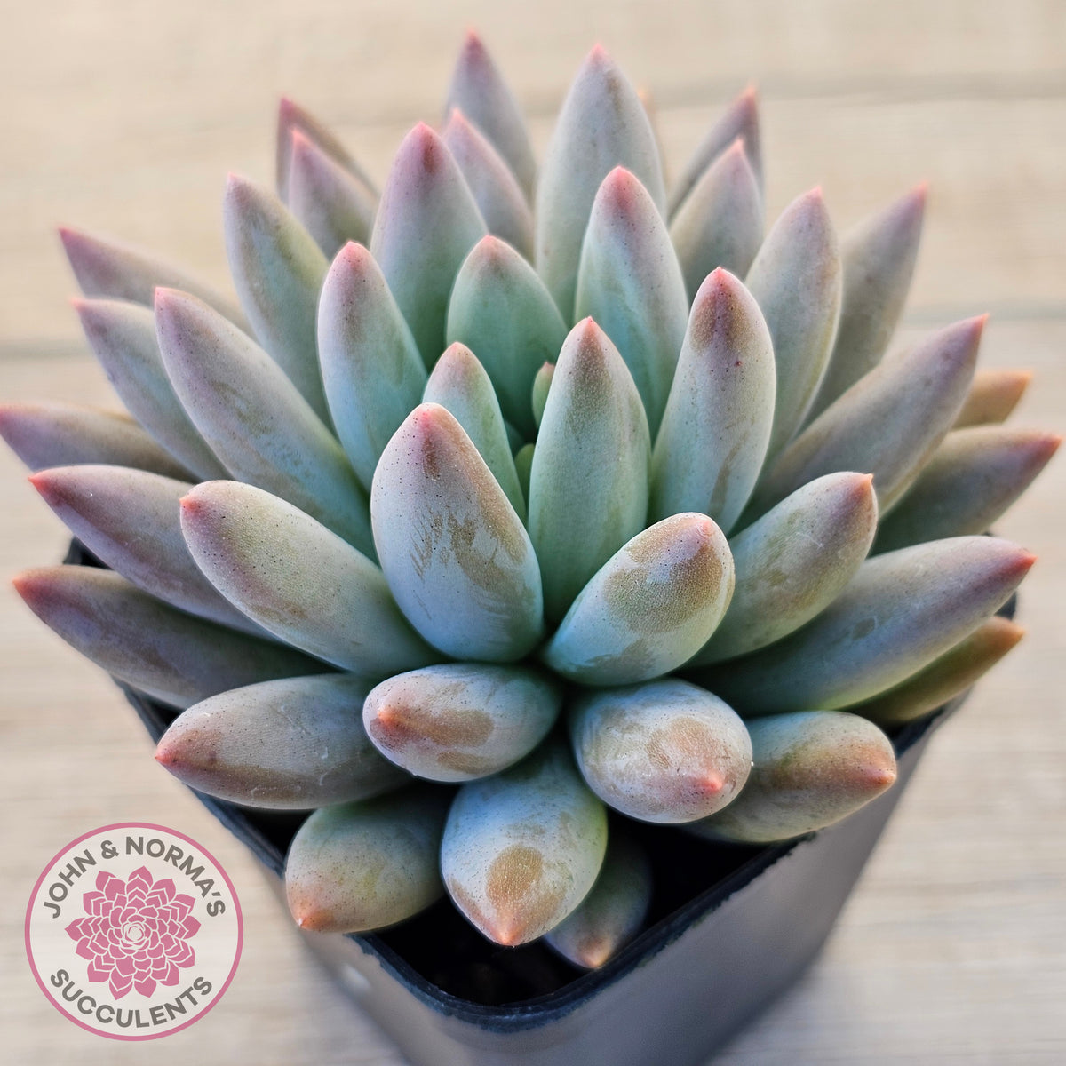 Pachyveria Angel's Finger (Red) - PKJ