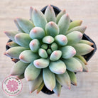 Pachyveria Angel's Finger (Red) - PKJ