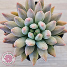 Pachyveria Angel's Finger (Red) - PKJ