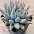 Pachyveria Angel's Finger (Red) - PKJ