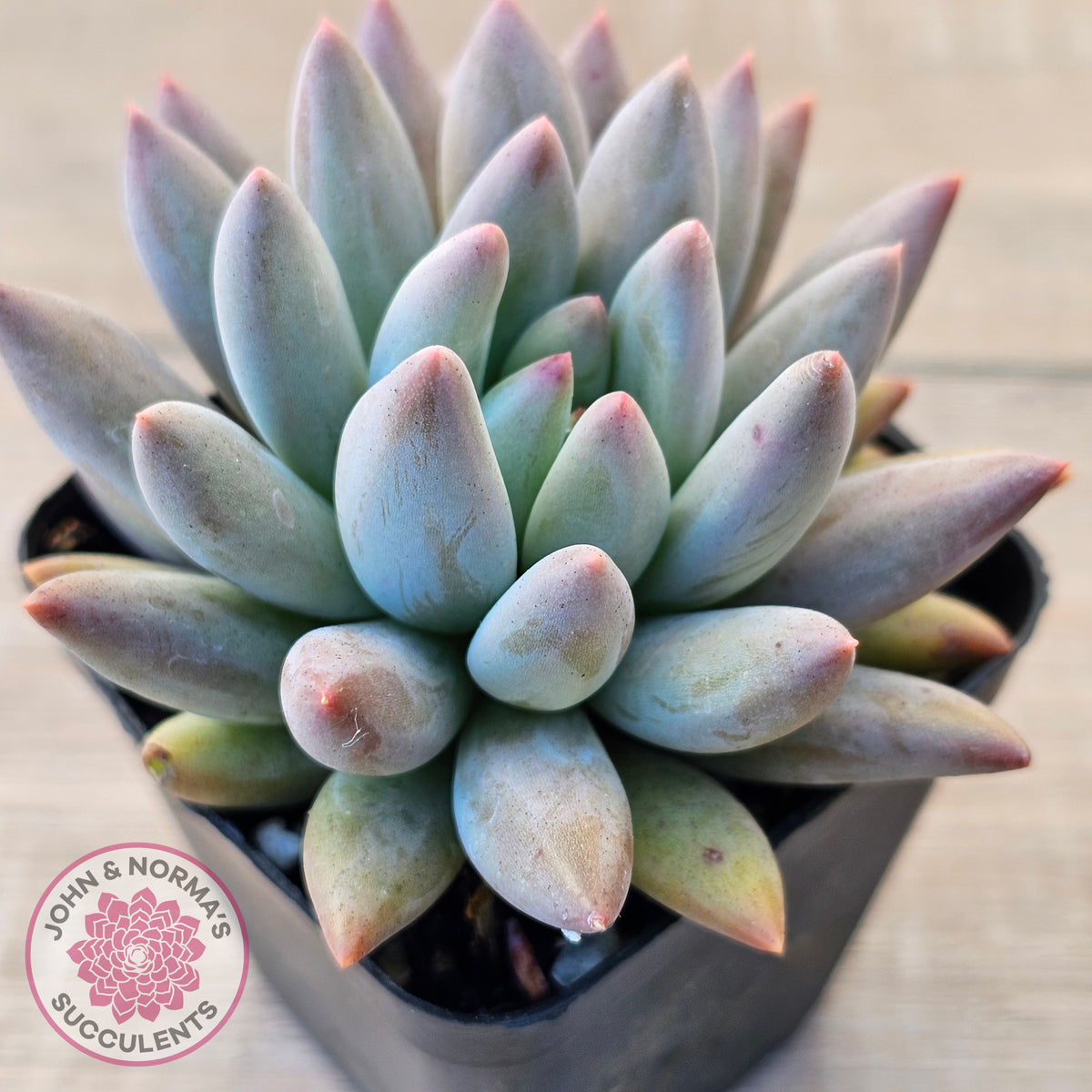 Pachyveria Angel's Finger (Red) - PKJ