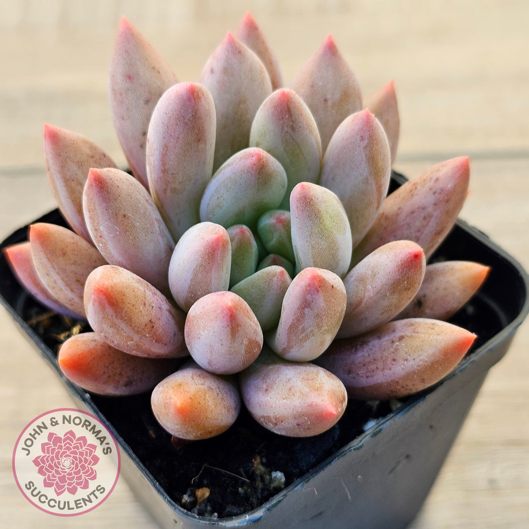 Pachyveria Angel's Finger (Red) - PKJ