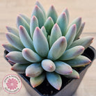 Pachyveria Angel's Finger (Red) - PKJ
