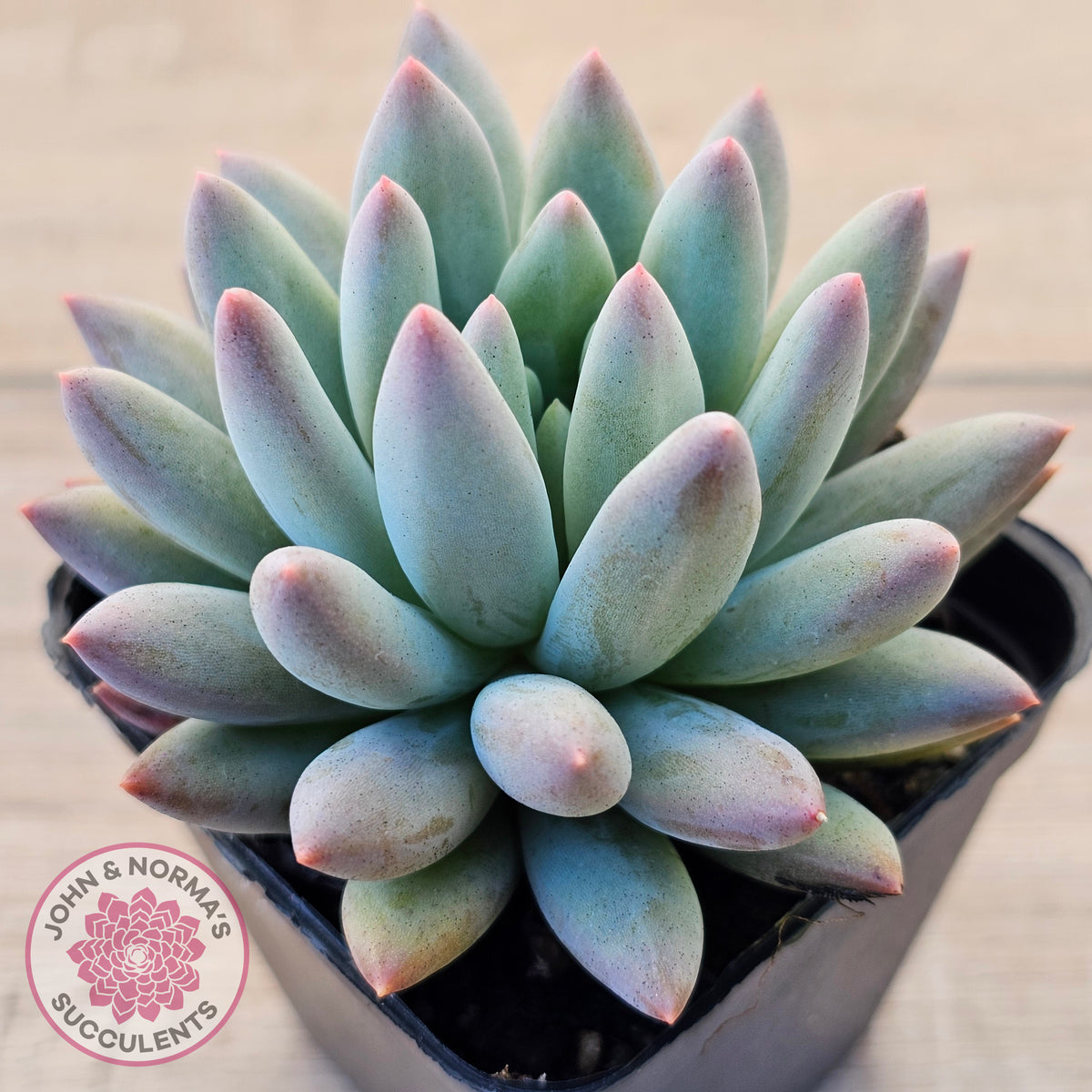 Pachyveria Angel's Finger (Red) - PKJ