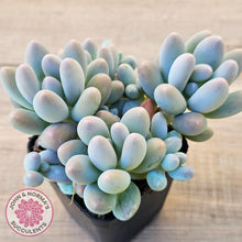 Load image into Gallery viewer, Pachyveria 'Angel's finger' hybrid
