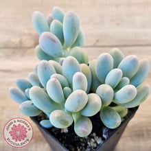 Load image into Gallery viewer, Pachyveria 'Angel's finger' hybrid
