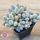 Pachyveria 'Angel's finger' hybrid