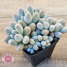 Load image into Gallery viewer, Pachyveria 'Angel's finger' hybrid
