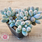 Pachyveria 'Angel's finger' hybrid