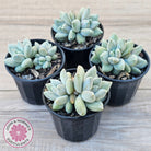 Pachyveria 'Blue Finger' (multi)