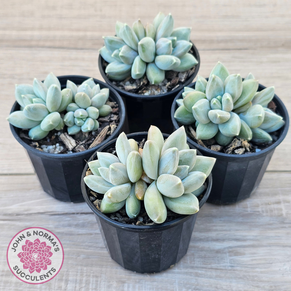 Pachyveria 'Blue Finger' (multi)
