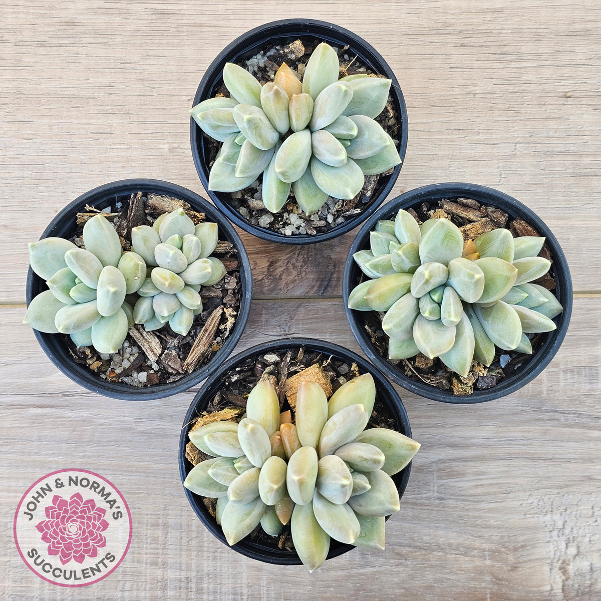 Pachyveria 'Blue Finger' (multi)