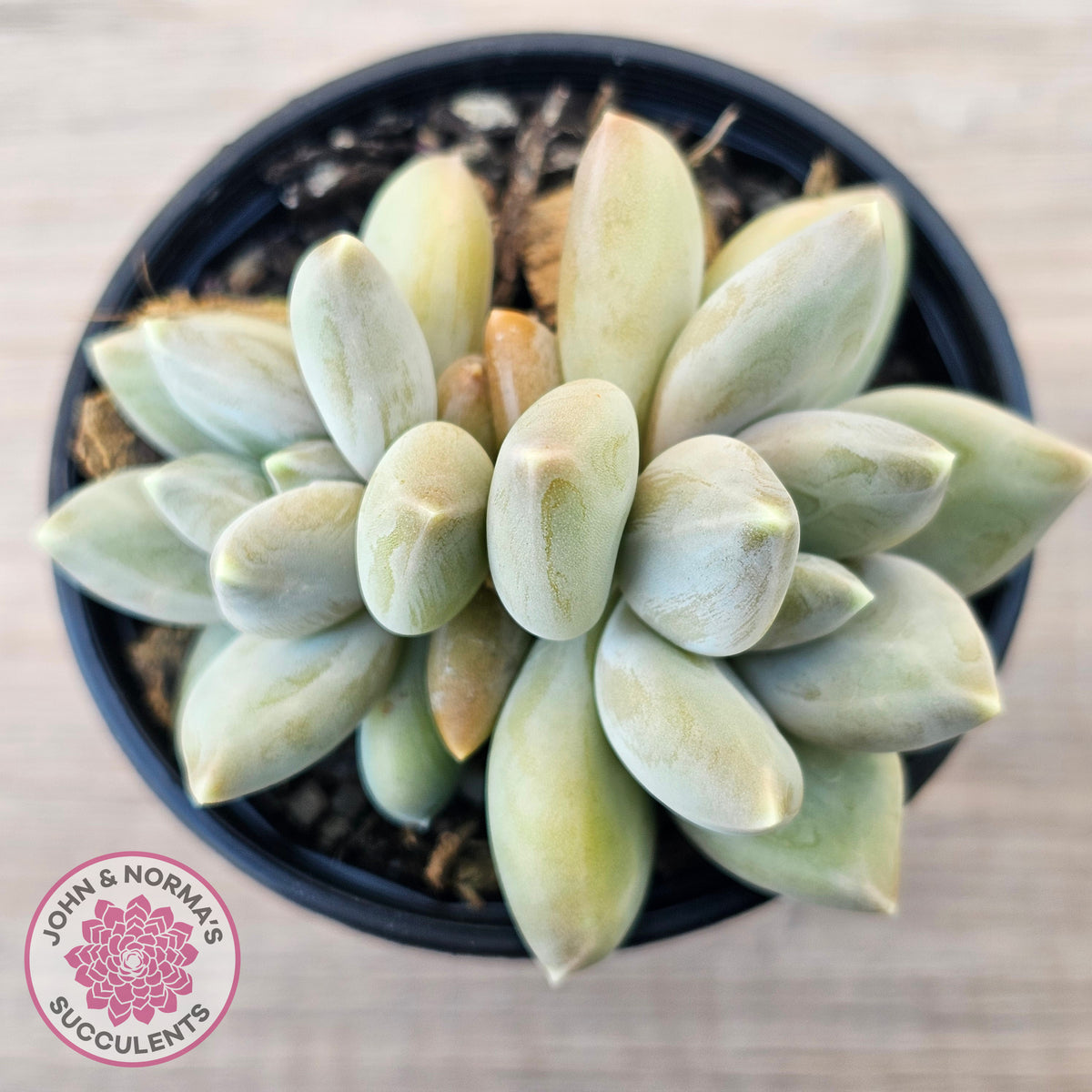 Pachyveria 'Blue Finger' (multi)