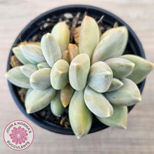 Load image into Gallery viewer, Pachyveria 'Blue Finger' (multi)
