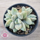 Pachyveria 'Blue Finger' (multi)