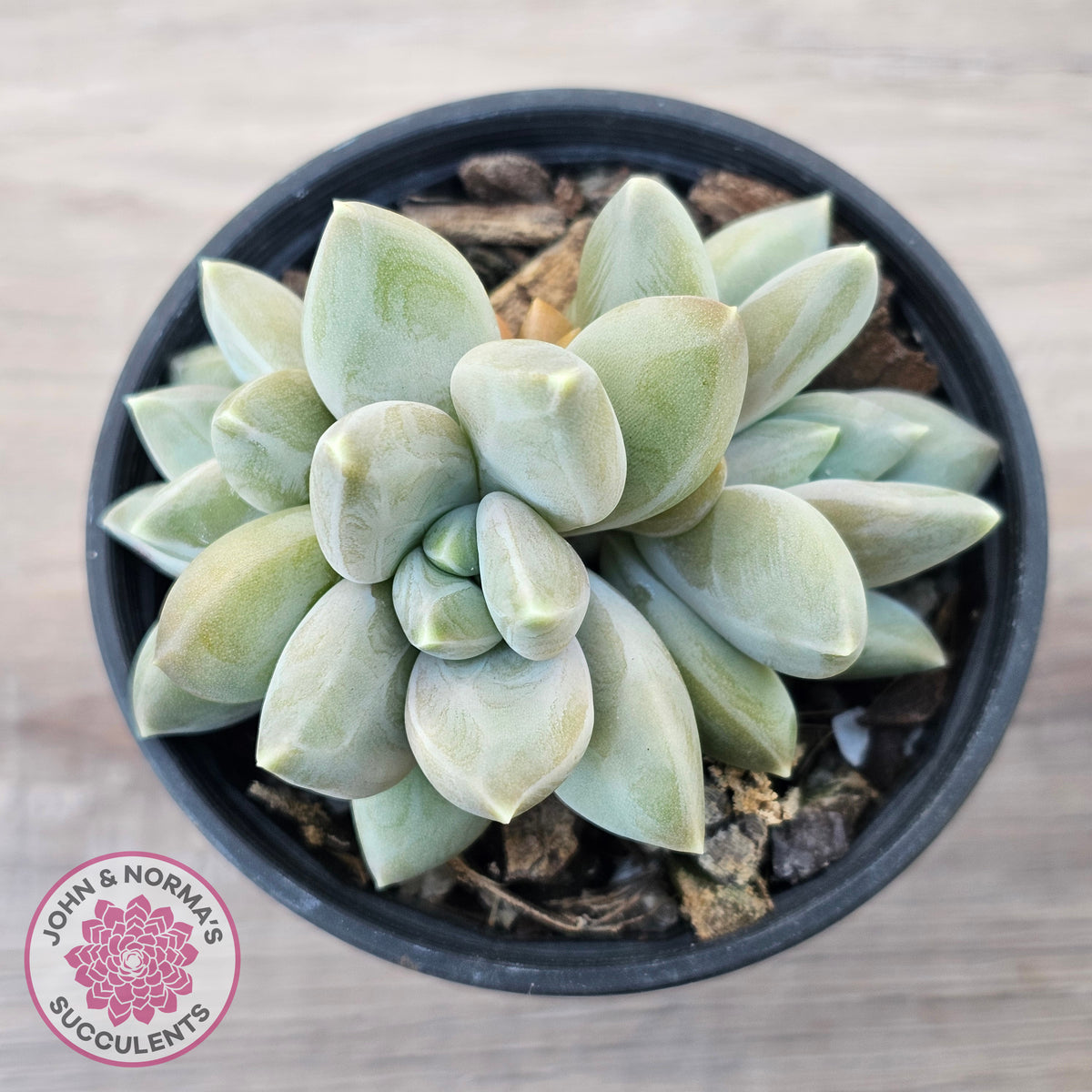 Pachyveria 'Blue Finger' (multi)