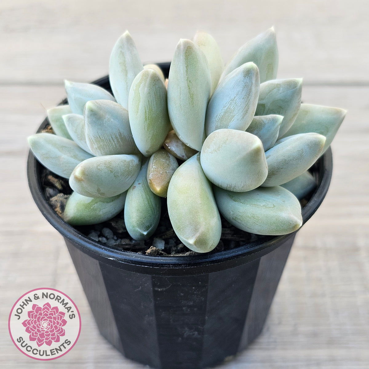 Pachyveria 'Blue Finger' (multi)