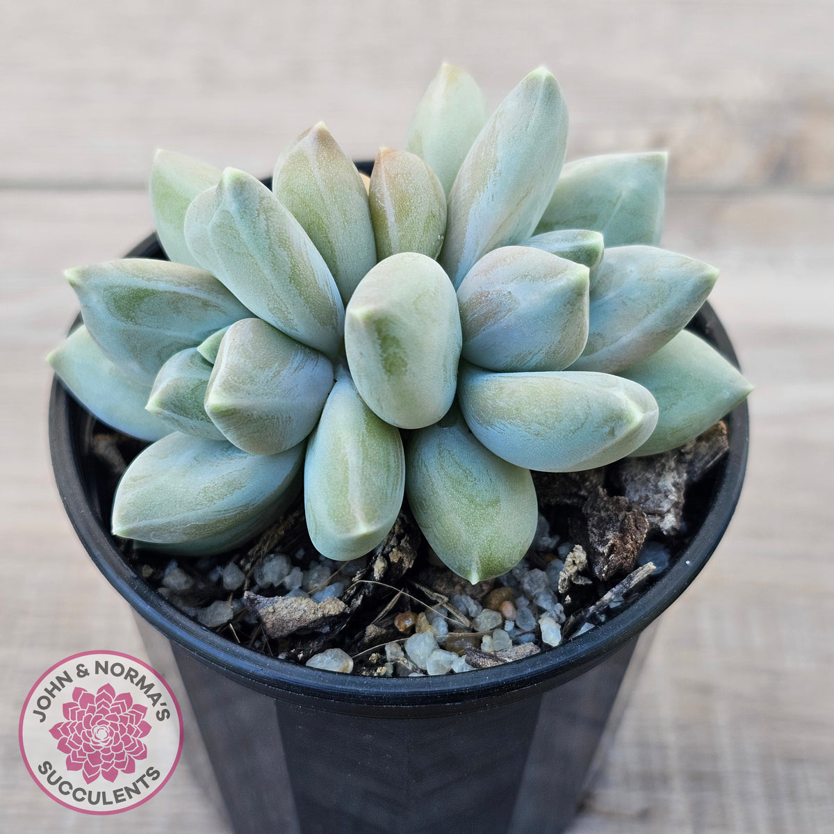 Pachyveria 'Blue Finger' (multi)