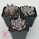 Pachyveria Blue Mist