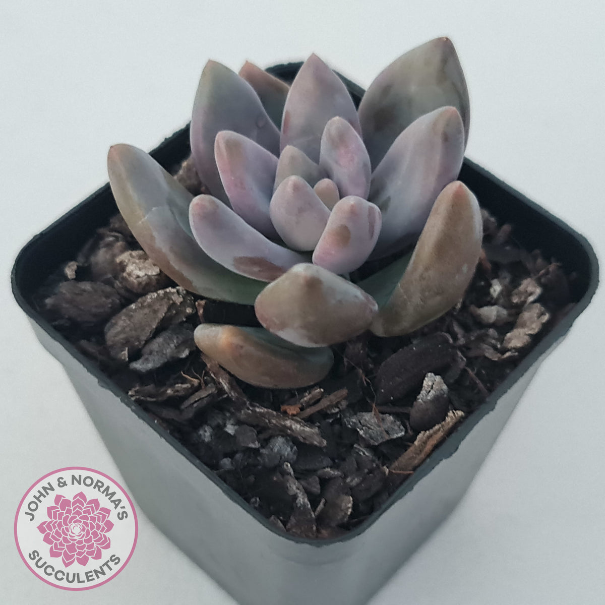 Pachyveria Blue Mist
