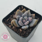 Pachyveria Blue Mist